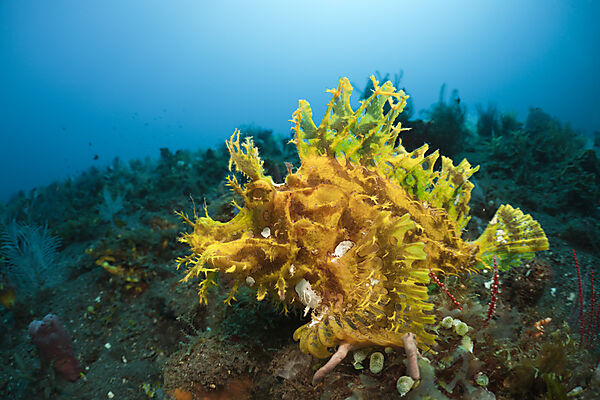 Yellow Weedy Scorpionfish