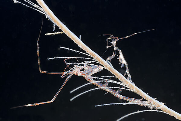 Two Skeleton Shrimps