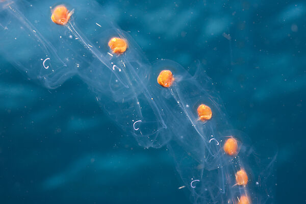 Chain of Salps
