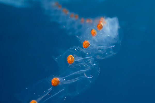Chain of Salps