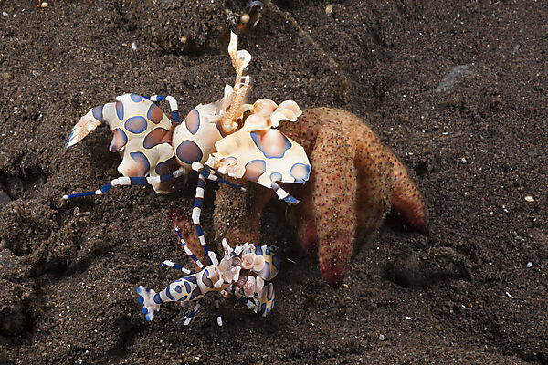 Harlequin Shrimps on Starfish