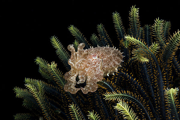 Cuttlefish in Crinoid