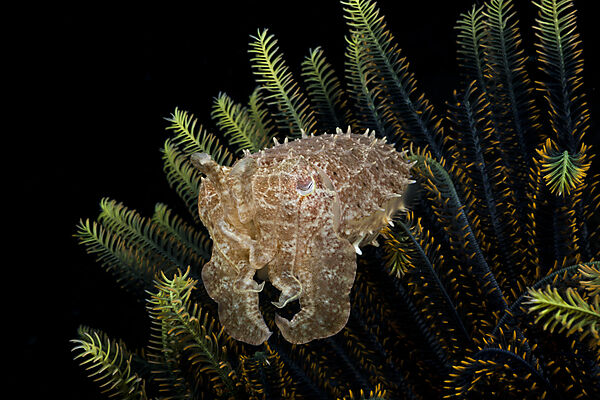Cuttlefish in Crinoid