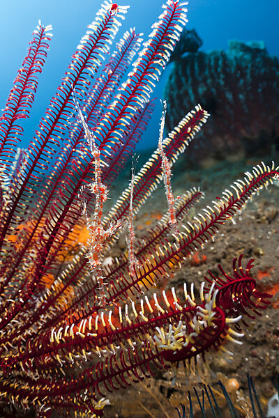 Three Harlequin Ghostpipefish in Crinoid