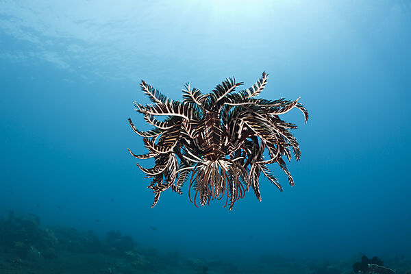 Crinoid hover over Reef