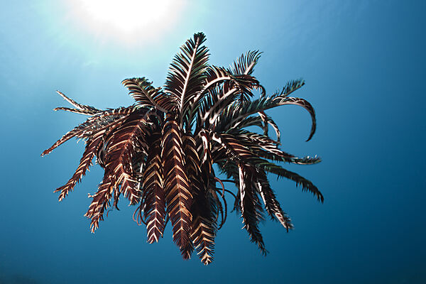 Crinoid hover over Reef