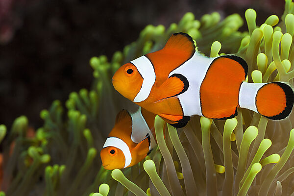 Clown-Anemonenfische