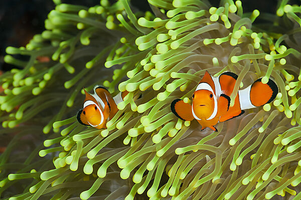 Clown-Anemonenfische