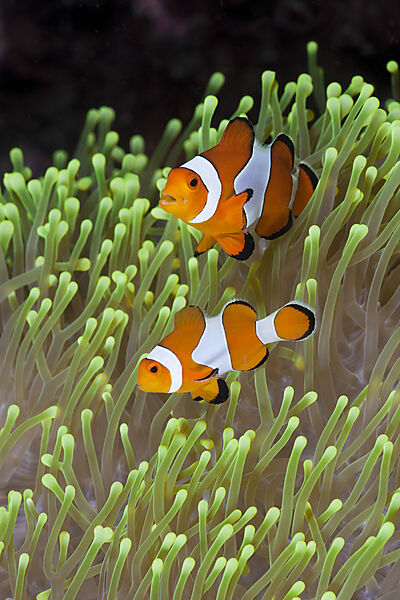 Clown-Anemonenfische