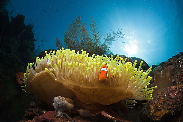 Clown-Anemonenfisch
