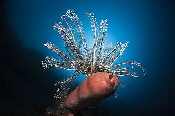 Featherstar in Coral Reef