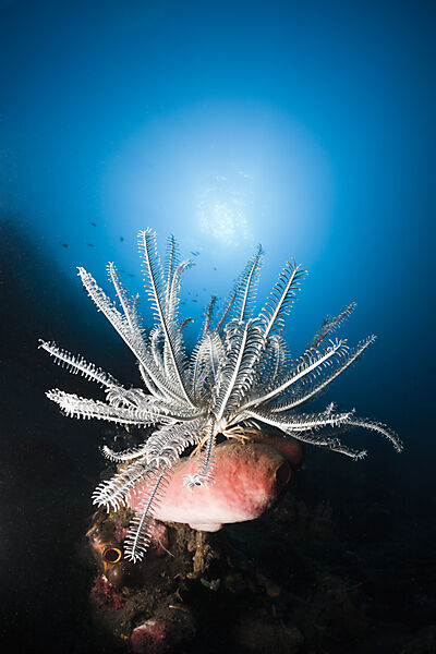 Featherstar in Coral Reef
