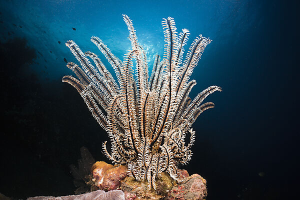 Featherstar in Coral Reef