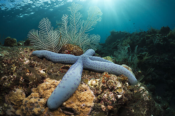 Blue Starfish in Coral Reef