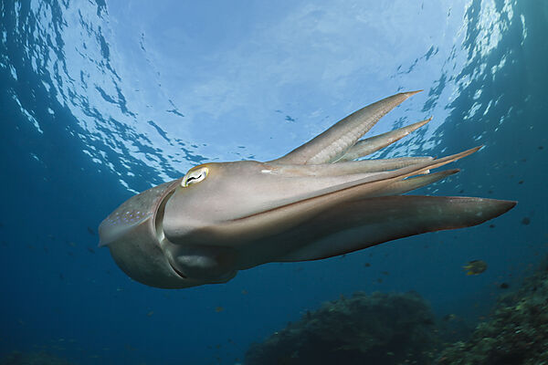 Broadclub Cuttlefish