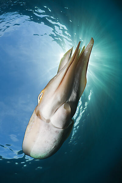 Broadclub Cuttlefish