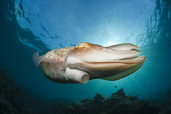 Broadclub Cuttlefish