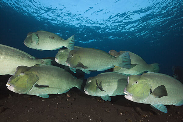 Group of Bumphead Parrotfish