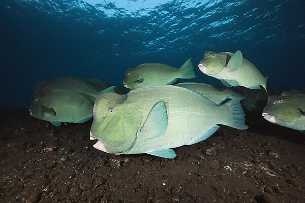 Group of Bumphead Parrotfish