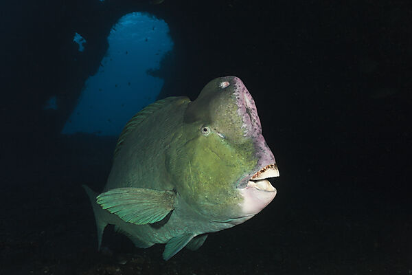 Bumphead Parrotfish at Liberty Wreck