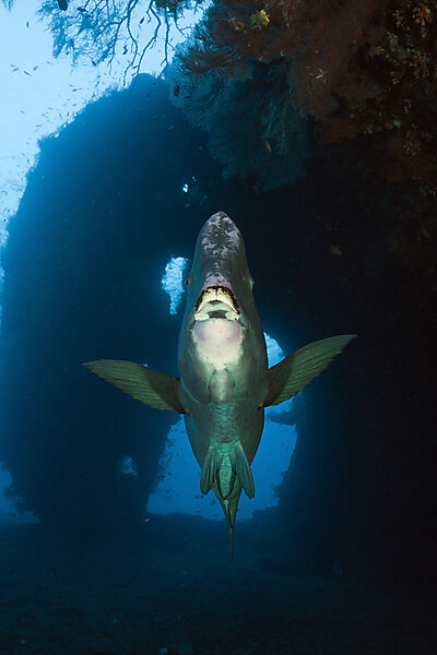 Bumphead Parrotfish at Liberty Wreck