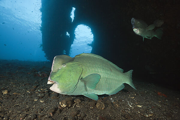 Bumphead Parrotfish at Liberty Wreck