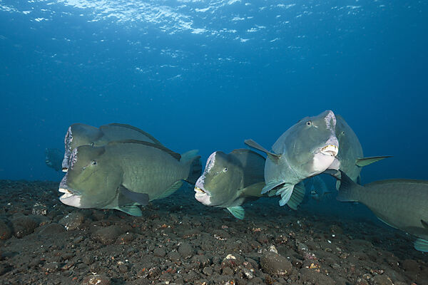 Group of Bumphead Parrotfish