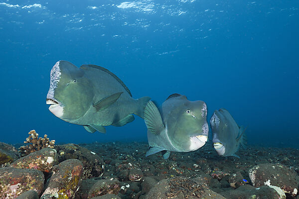 Group of Bumphead Parrotfish