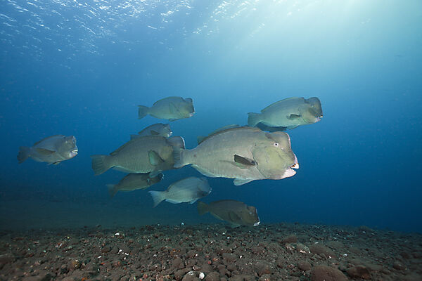 Group of Bumphead Parrotfish