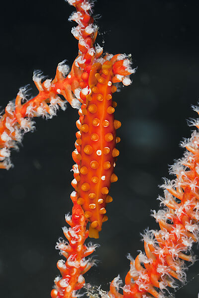 Red Ovulid Cowrie well camouflaged