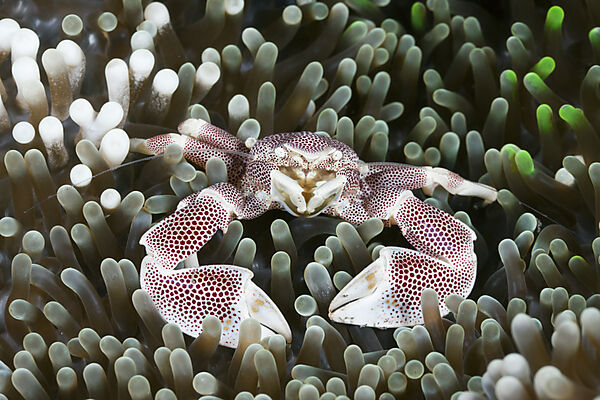 Porcelain Crab in Anemone