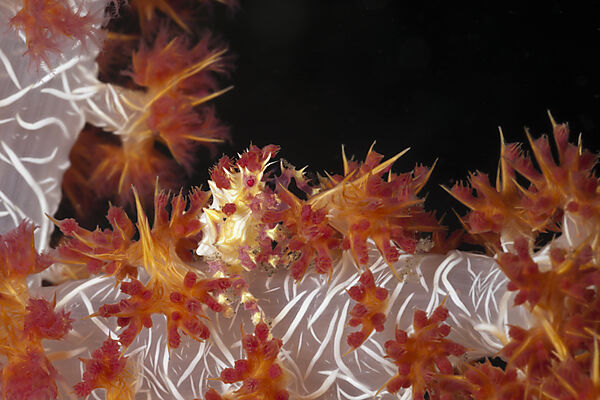 Soft Coral Spider Crab