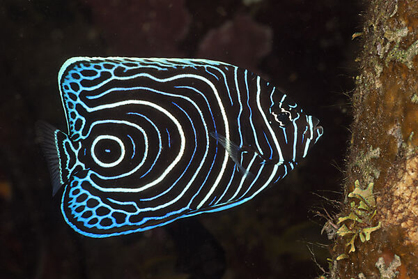 Juveniler Imperator Kaiserfisch