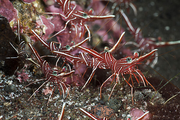 Durban Dancing Shrimps