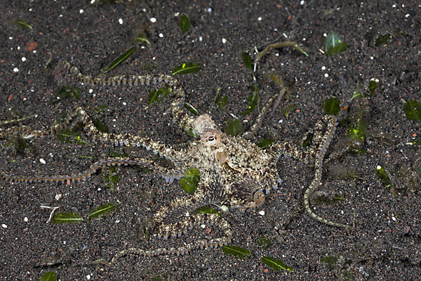 Longarmed Octopus