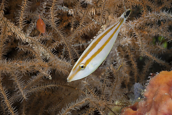 Juveniler Feilenfisch