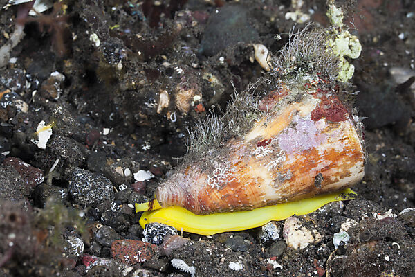 Kegelschnecke