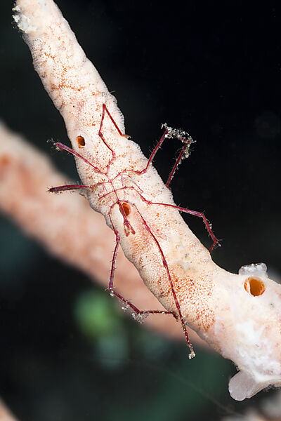 Rote Asselspinne