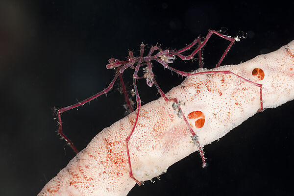 Rote Asselspinne