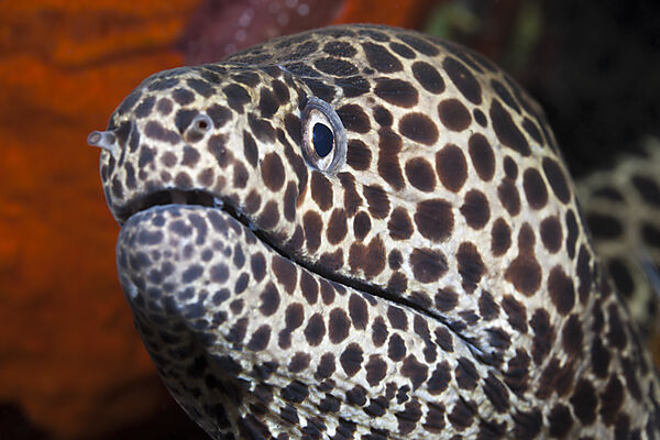 Honeycomb Moray