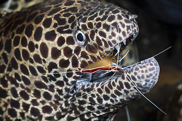 White-banded Cleaner Shrimp cleaning Honeycomb Moray