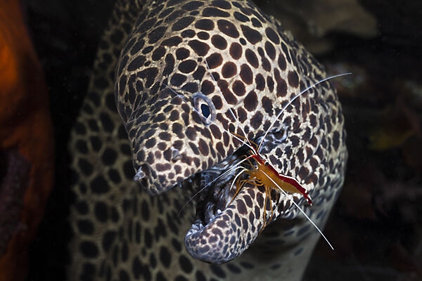 Honeycomb Moray cleaned by white-banded Cleaner Shrimp