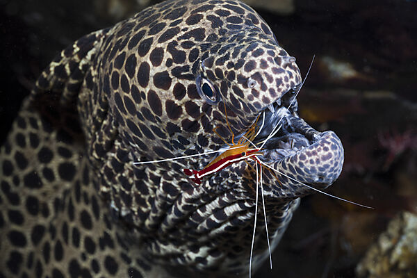 White-banded Cleaner Shrimp cleaning Honeycomb Moray
