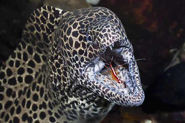 Honeycomb Moray cleaned by white-banded Cleaner Shrimp