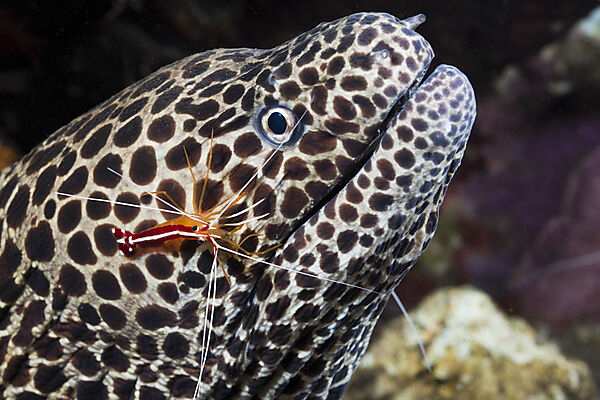 White-banded Cleaner Shrimp cleaning Honeycomb Moray