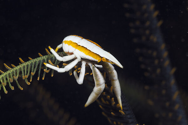 Springkrabbe in Symbiose mit Federstern
