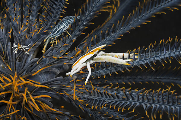 Springkrabbe in Symbiose mit Federstern