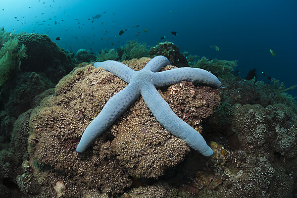 Blue Starfish in Coral Reef