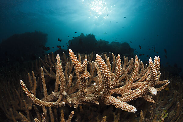 Great Branching Coral