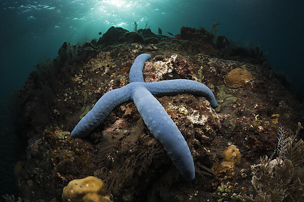 Blue Starfish in Coral Reef